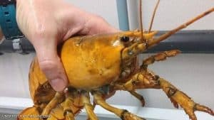 أمريكي يصطاد سرطان بحر بلون نادر