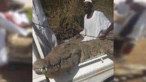 مزارع سوداني يصطاد تمساحا ضخما التهم شخصين