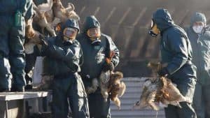 روسيا تعلن رصد أول إصابة بشرية بانفلونزا الطيور “H5N8”