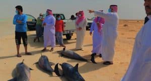 جنوح عدد من الدلافين بشاطئ الشبعان