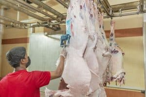 أكثر من 11 ألف من مذبوحات بمسلخ أمانة القصيم خلال أسبوع
