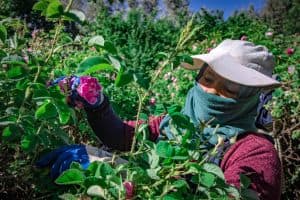 جانيات الورود يبذلن جهدا مضنيا لإنتاج مستحضرات ثمينة بالمغرب