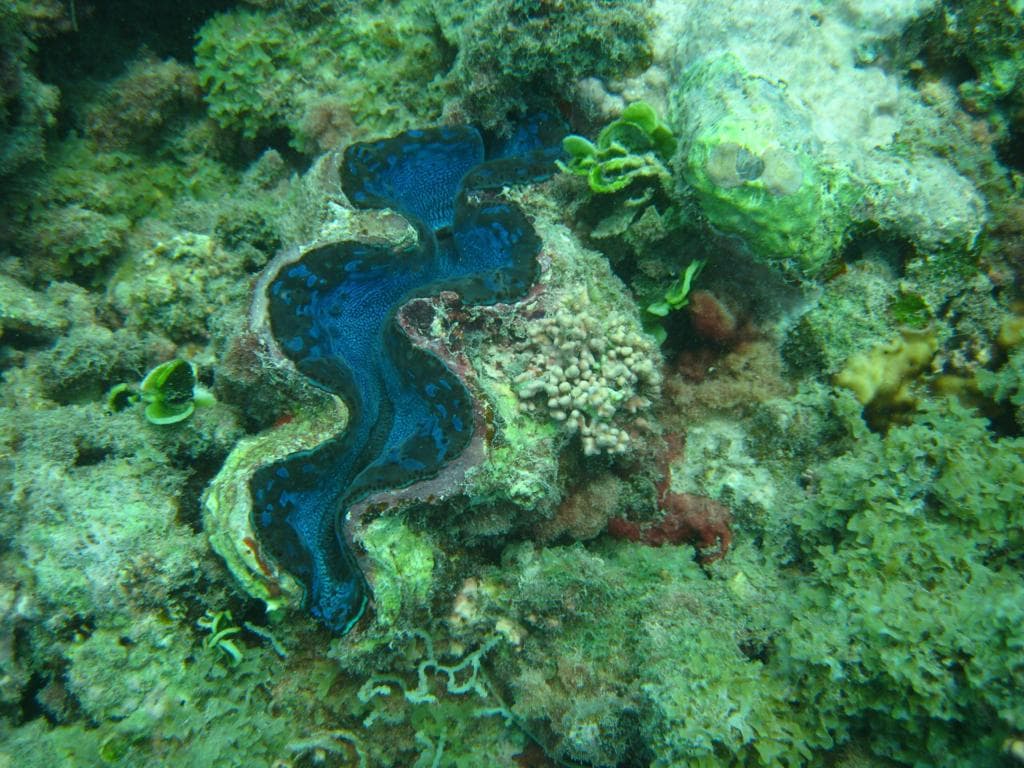 IMG-20210527-WA0069