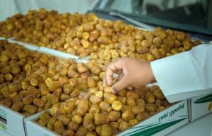 مهرجان بريدة للتمور ينطلق الأحد المقبل بباقة واسعة من الأنشطة والفعاليات