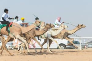 غداً الخميس: 1,200 مليون بانتظار الفائزين بماراثون مهرجان ولي العهد للهجن 