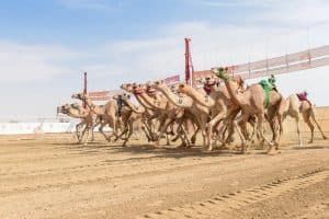 20 رمزًا في انتظار الهجن المشاركة بمهرجان ولي العهد