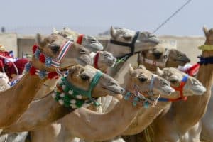 الهجن السعودية تخطف الأضواء في أول رموز مهرجان ولي العهد