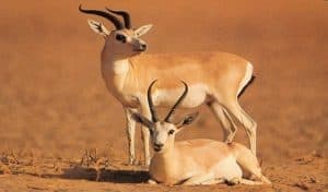 ضبط مواطن بحوزته غزالين مهددة بالانقراض