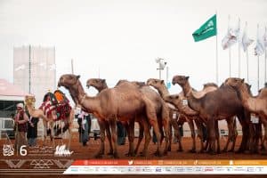 منافسات “الشداد” للمغاتير تشهد حراكاً اقتصادياً