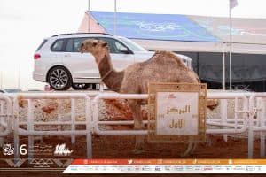ابن لبدان والدبوس يُهيمنان على “قعدان” الشقح والحمر