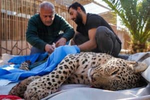 الإيقاع بنمر نادر في كردستان العراق