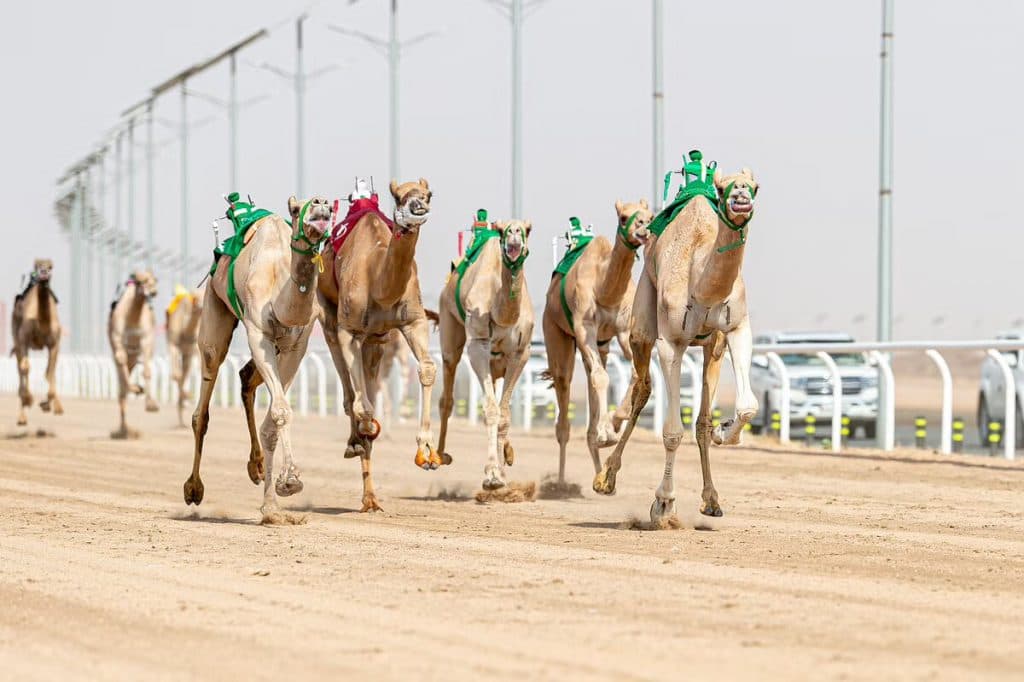 سباقات المرحلة النهائية لفئة الحقايق بمهرجان ولي العهد للهجن 2022 تنطلق غدًا
