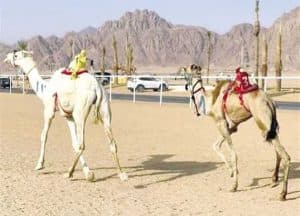 عودة سباق الهجن إلى سيناء بعد توقف 14 عاما