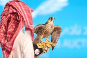 بيع صقر بـ 166 ألف ريال في مزاد نادي الصقور