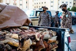 “الأمن البيئي”: ضبط (24) مخالفًا لنظام البيئة