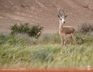 وزير البيئة يطلق 92 كائنًا فطريًّا في متنزه البيضاء البري بالمدينة المنورة
