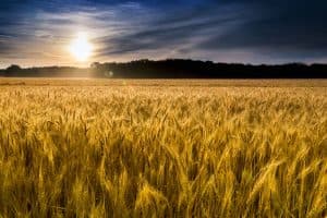 في ظل صراع متنامٍ بين البلدين.. توجُّه بأمريكا لتقييد تملك الصينيين الأراضي الزراعية