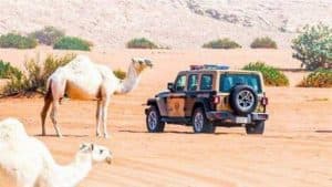 ‏‎القبض على 34 شخصًا لرعيهم إبلاً وأغنامًا في 4 محميات طبيعية