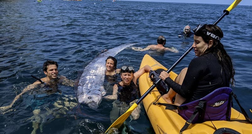 California Rare Fish