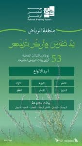 البرنامج الوطني للتشجير: الطلح والسدر والسَّلَم أبرز أنواع النباتات المحلية الملائمة للتشجير في الرياض