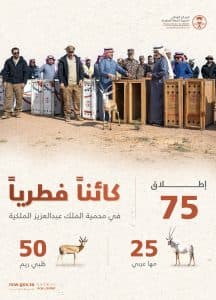 “تنمية الحياة الفطرية” يطلق 75 من “ظباء الريم والمها الوضيحي” بمحمية الملك عبدالعزيز الملكية