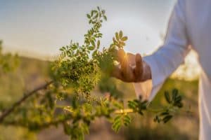 مبادرة السعودية الخضراء: جهود بارزة لتعزيز التوازن البيئي والحد من تدهور الأراضي وتحقيق أثر بيئي مستدام على المدى الطويل