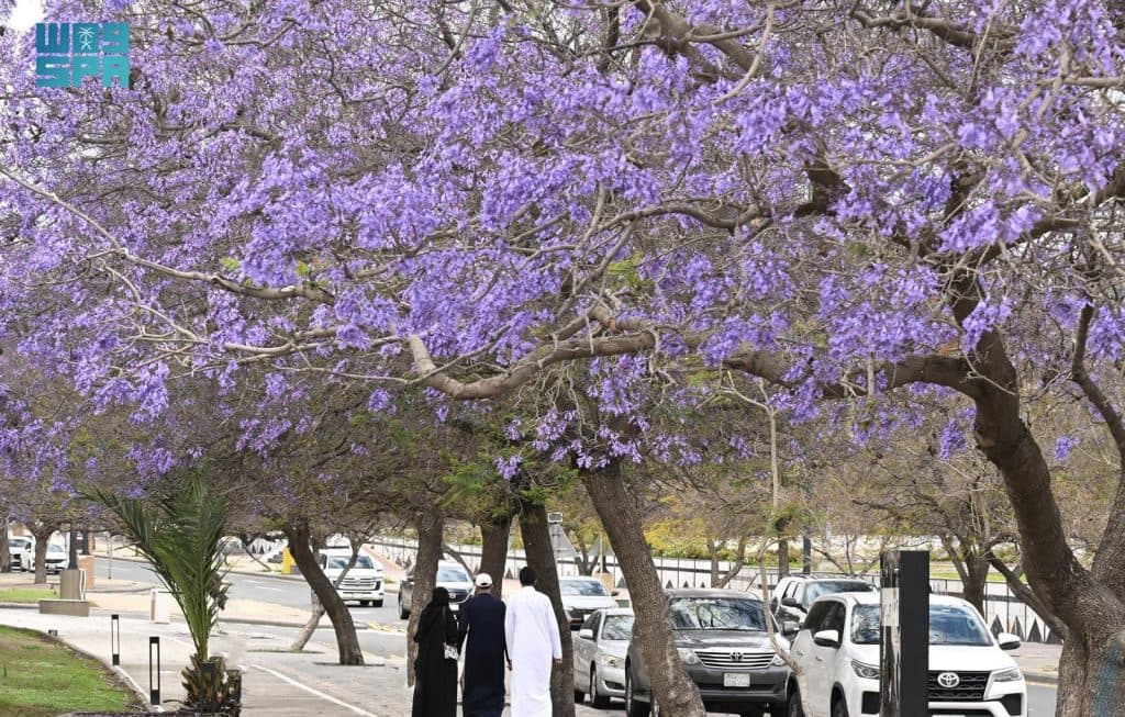 “الجاكرندا”.. زهرة الربيع ورمز الجمال في أبها