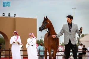انطلاق بطولة القصيم لجمال الخيل العربية الأصيلة
