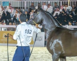الخيل العربية.. إرث متجدد وحضور متألق في بطولة القصيم
