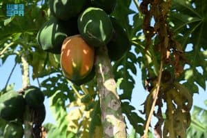 زراعة البابايا في جازان.. محصول استوائي واعد يعزّز التنوع الزراعي ويدعم الاقتصاد المحلي