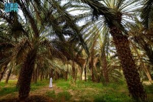 واحات شرق مكة المكرمة.. تاريخ متجذر وثراء طبيعي تصوغه المياه بين الحرّات