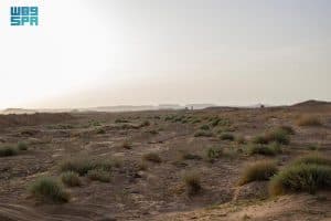 أودية وشِعاب الجوف تتزيّن بالقيصوم والشيح في مشهد ربيعي آسر