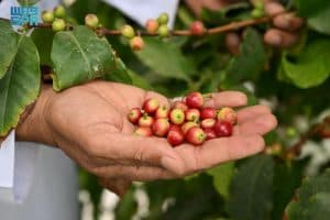 البن النجراني.. ركيزة استثمارية واعدة
