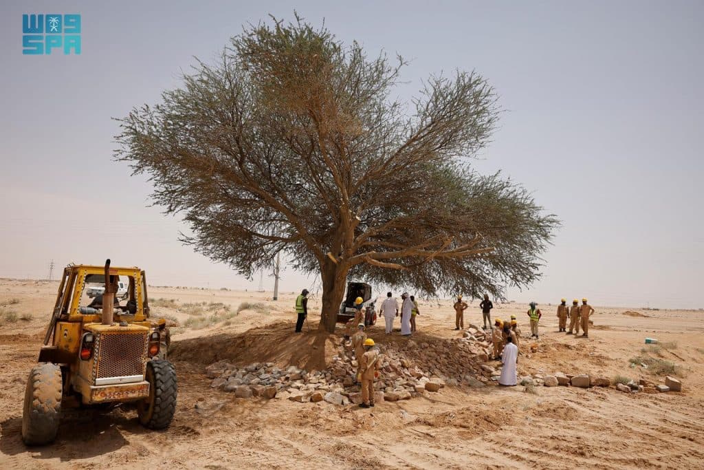 “الغطاء النباتي” يعيد تأهيل شجرة طلح معمّرة في الدوادمي