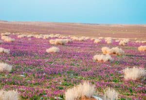 “الغطاء النباتي” يوقع عقودًا استثمارية لتطوير 3 متنزهات وطنية بمساحة ٢١ مليون متر مربع