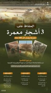 الهيئة الملكية لمدينة الرياض تحافظ على أشجار معمّرة ضمن تطوير الدائري الجنوبي الثاني