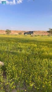 “ذهب الربيع” يتلألأ في فياض حجرة لينة.. ويعكس ثراء الغطاء النباتي في مشهد آسر