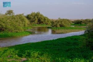 التنوع النباتي يرسم لوحة ربيعية زاهية في رفحاء