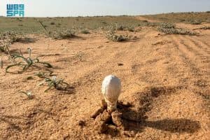 “البحث عن العرجون”.. من أنماط الرحلات البرية لدى أهالي القصيم