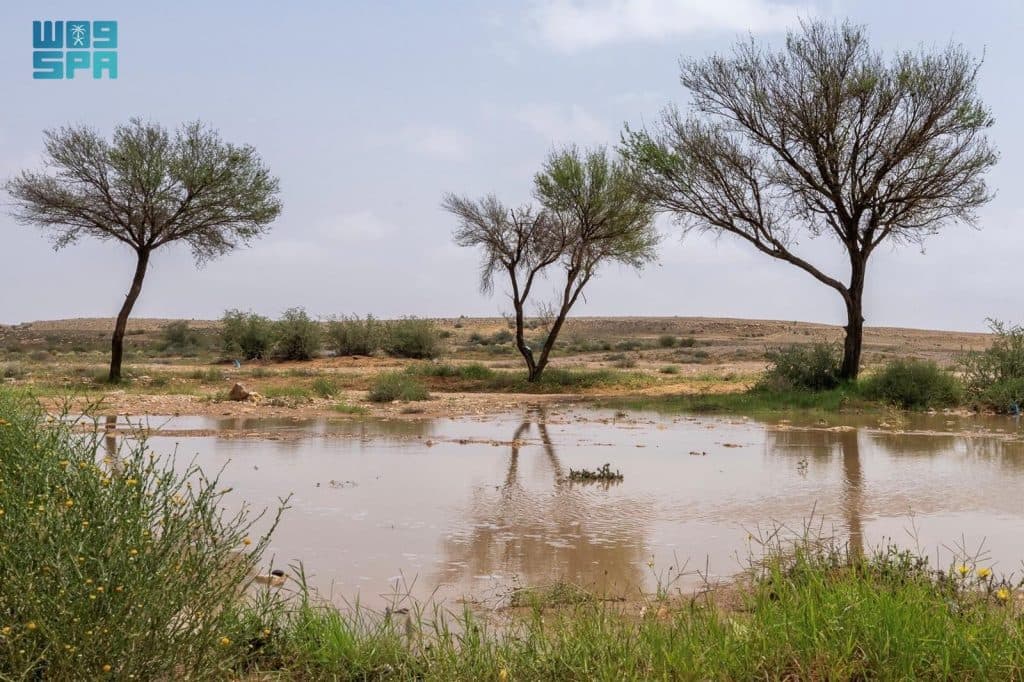 التنوع النباتي يظهر جمال موسم الربيع الماطر في القصيم