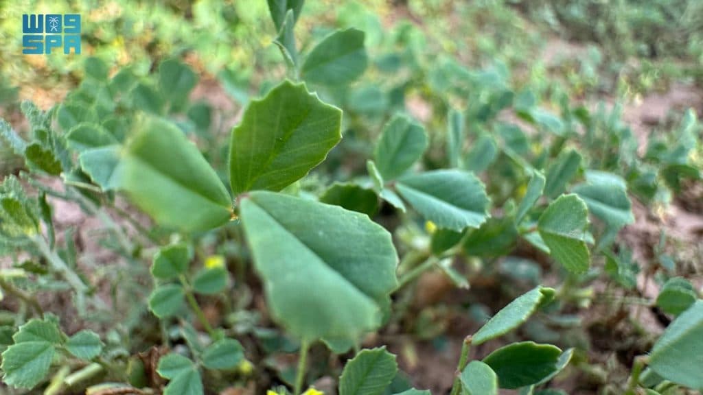 “النَّفل”.. ثراء بيئي يتجدد في الطبيعة ويتردد صداه في وجدان الشعراء