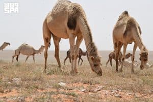 “الرعي” مهنة متجذرة تدعم الاقتصاد وتعزز الأمن الغذائي وتحافظ على التنوع البيولوجي والتوازن البيئي