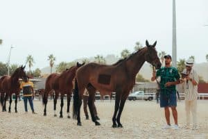 اتحاد الفروسية ينظم نهائي دوري قفز الحواجز بالرياض بمشاركة 168 فارسًا وفارسة