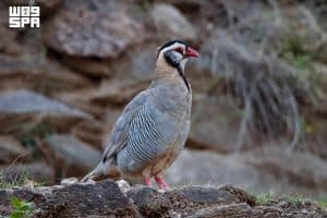 في جازان.. الحجل العربي يستهل يومه في مرتفعات محافظة الداير