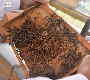 المنطقة الشرقية ترفد الأسواق المحلية والخليجية بأكثر من 21 طنًا من “عسل المانجروف” الطبيعي سنويًا