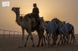 الإبل بنجران.. رمز ثقافي وهوية متجددة تتألَّق في يوم الإبل العالمي