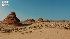 في اليوم العالمي للإبل.. العُلا تحتفي بإرث الإبل وتعيد صياغة حضورها في المشهد الثقافي والرياضي