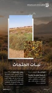 “الجثجاث والخزامى” يعززان الغطاء النباتي في محمية الملك سلمان الملكية
