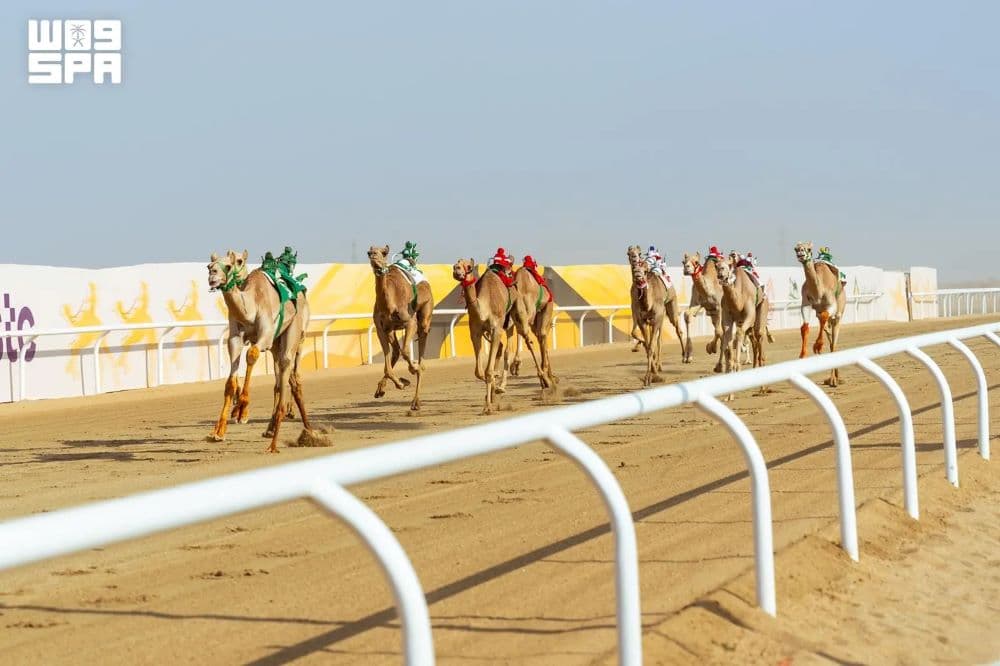 6 كؤوس تحسم منافسات “اللقايا” في مهرجان ولي العهد للهجن