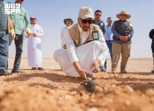 محمية الملك خالد الملكية تطلق أكثر من 140 ضبًّا في عدد من مواقعها الملائمة